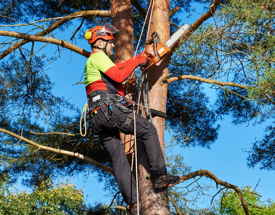 Image for London Tree Surgeon Tree Pruning or reducing Service for London Tree Surgeon , Free website template, Better Than Wix, New Company, Easy Website, New Website, Tree surgery services,  Tree removal and stump grinding, Better than squarespace in the Dorking area